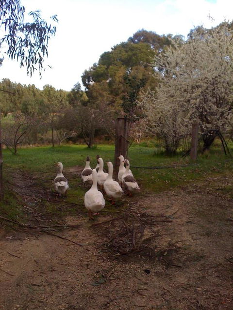 Bellbrae Harvest - Whitsundays Accommodation 3