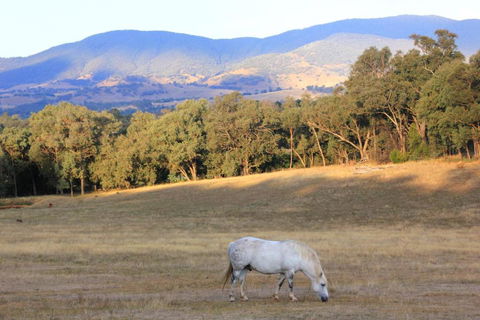 Yackandandah Farm Homestead - Whitsundays Accommodation 0