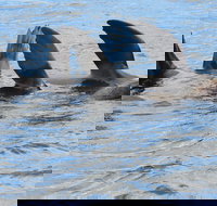 Twilight Sail Bruny Island - Whitsundays Accommodation