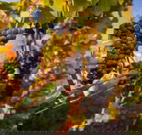 Full Day Tamar Valley Wine Tour - Whitsundays Accommodation