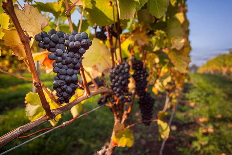Full Day Tamar Valley Wine Tour - Whitsundays Accommodation 0