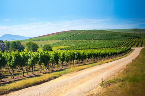 Full Day Tamar Valley Wine Tour - Whitsundays Accommodation 1
