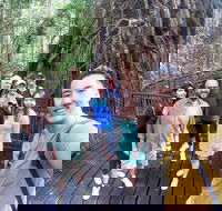 Cairns 4WD Waterfall and Rainforest Tour Including Kuranda Scenic Railway - Whitsundays Accommodation