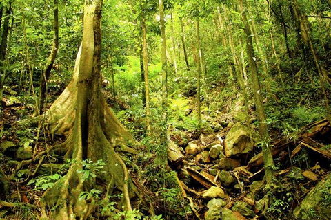 Cairns 4WD Waterfall And Rainforest Tour Including Kuranda Scenic Railway - Whitsundays Accommodation 1