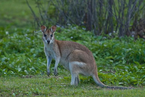 Cairns 4WD Waterfall And Rainforest Tour Including Kuranda Scenic Railway - Whitsundays Accommodation 2
