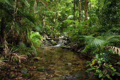 Cairns Reef And Rainforest Combo: Daintree Rainforest And The Great Barrier Reef - Whitsundays Accommodation 1
