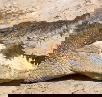 4-Day Cairns Ultimate Combo Daintree Rainforest Reef Kuranda  Paronella Park - Whitsundays Accommodation