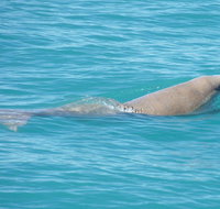 Snubfin Dolphin Eco Cruise from Broome - Whitsundays Accommodation