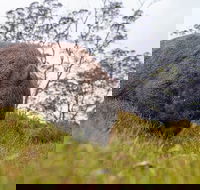 3-Day Cradle Mountain Photography Workshop - Whitsundays Accommodation