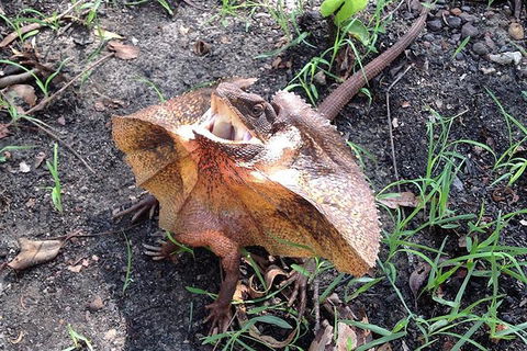 Litchfield National Park And Jumping Crocodile Cruise - Whitsundays Accommodation 1