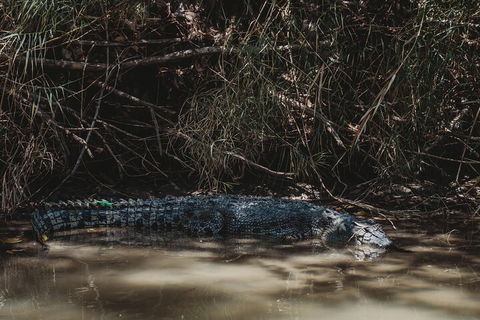 Kakadu Full-Day Tour From Darwin With Lunch - Whitsundays Accommodation 4