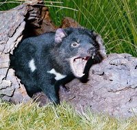 Private Blue Mountains Tour with Kangaroo and Koala Experience - Whitsundays Accommodation