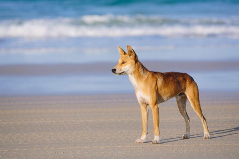 Fraser Island 4WD Tour From Rainbow Beach - Whitsundays Accommodation 2