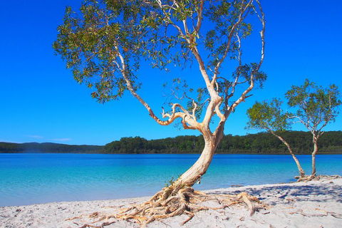 Fraser Island 4WD Tour From Rainbow Beach - Whitsundays Accommodation 5