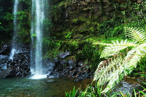 Private Tour - Rainforest & Waterfalls Extravaganza - Whitsundays Accommodation 1