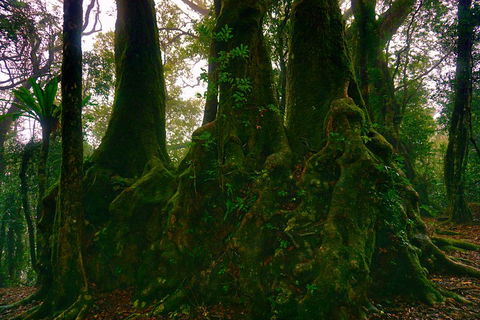 Private Tour - Rainforest & Waterfalls Extravaganza - Whitsundays Accommodation 5