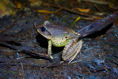 Glow Worms Private Tour - Nocturnal Rainforest Walk - Whitsundays Accommodation 0