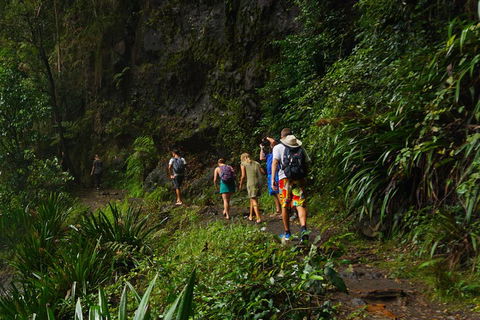 Glow Worms Private Tour - Nocturnal Rainforest Walk - Whitsundays Accommodation 1