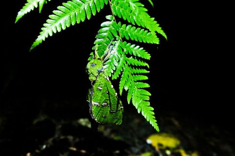 Glow Worms Private Tour - Nocturnal Rainforest Walk - Whitsundays Accommodation 2