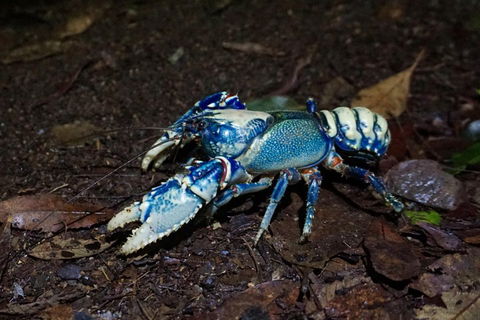 Glow Worms Private Tour - Nocturnal Rainforest Walk - Whitsundays Accommodation 4