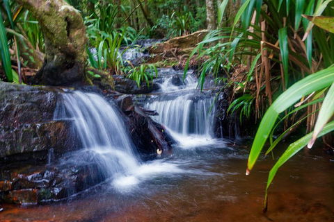 Glow Worms Private Tour - Nocturnal Rainforest Walk - Whitsundays Accommodation 5