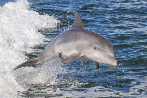 Noosa Oceanrider Scenic Dolphin Safari - Whitsundays Accommodation 0