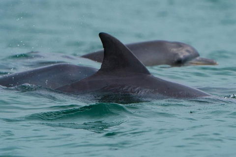 Noosa Oceanrider Scenic Dolphin Safari - Whitsundays Accommodation 1