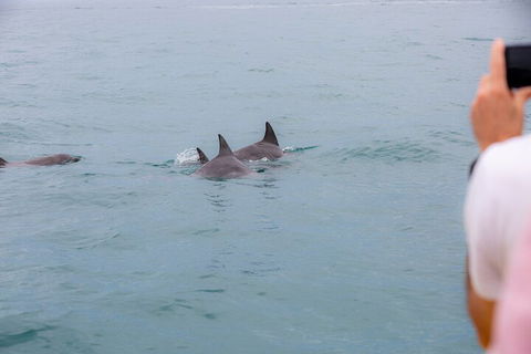 Noosa Oceanrider Scenic Dolphin Safari - Whitsundays Accommodation 2