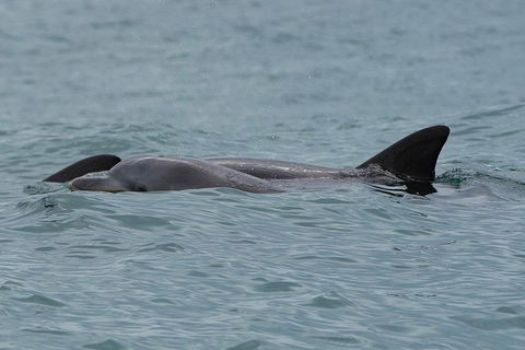 Noosa Oceanrider Scenic Dolphin Safari - Whitsundays Accommodation 3