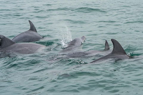 Noosa Oceanrider Scenic Dolphin Safari - Whitsundays Accommodation 5