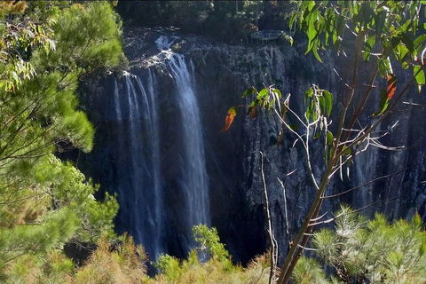 Byron Bay Hinterland Tour Including Rainforest Walk To Minyon Falls - Whitsundays Accommodation 0
