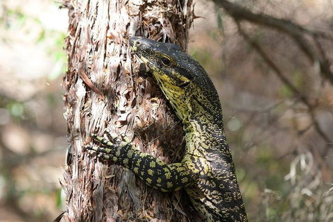 Byron Bay Hinterland Tour Including Rainforest Walk To Minyon Falls - Whitsundays Accommodation 1