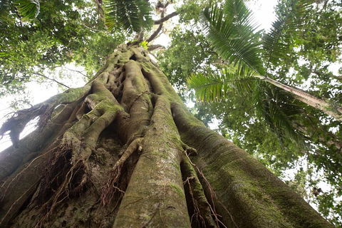 Byron Bay Hinterland Tour Including Rainforest Walk To Minyon Falls - Whitsundays Accommodation 2