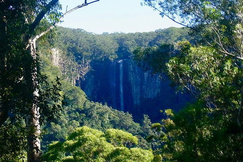 Byron Bay Hinterland Tour Including Rainforest Walk To Minyon Falls - Whitsundays Accommodation 4