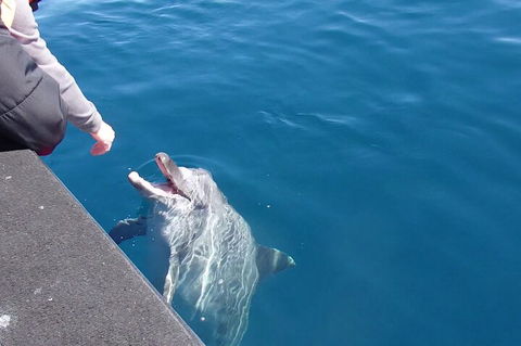 Noosa Thriller - 500hp Ocean Adventure Ride - Whitsundays Accommodation 0