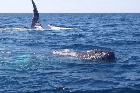 Noosa Whale Watching - Whitsundays Accommodation 0