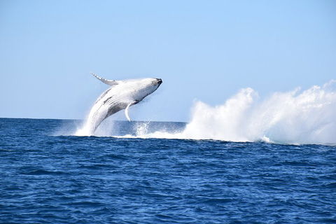 Noosa Whale Watching - Whitsundays Accommodation 1