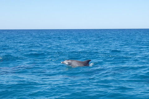 Noosa Wild Dolphin Safari - Whitsundays Accommodation 1