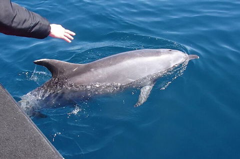 Noosa Wild Dolphin Safari - Whitsundays Accommodation 2