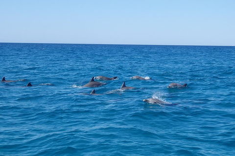 Noosa Wild Dolphin Safari - Whitsundays Accommodation 3