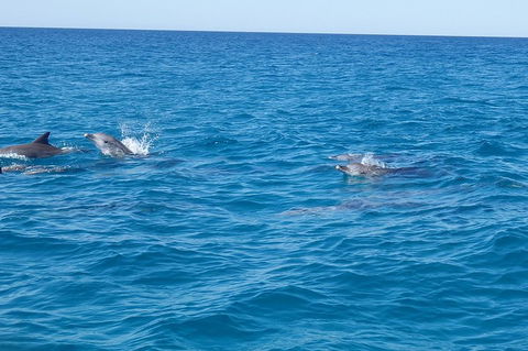 Noosa Wild Dolphin Safari - Whitsundays Accommodation 4