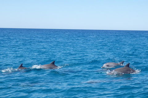 Noosa Wild Dolphin Safari - Whitsundays Accommodation 5