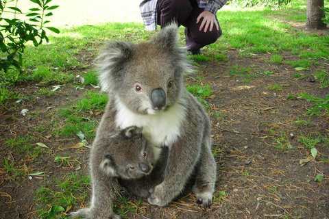 3-Day Adelaide To Melbourne Tour Including The Great Ocean Road - Whitsundays Accommodation 3