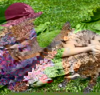 Kuranda Day Tour  HotAir Balloon Combo - Whitsundays Accommodation