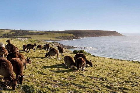 Kangaroo Island Personal Group Tours - Whitsundays Accommodation 0