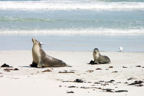 Kangaroo Island Personal Group Tours - Whitsundays Accommodation 3