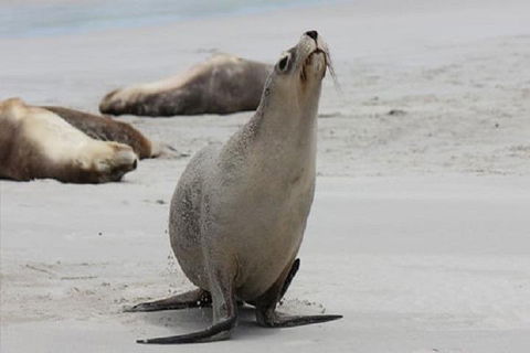 Kangaroo Island Personal Group Tours - Whitsundays Accommodation 4