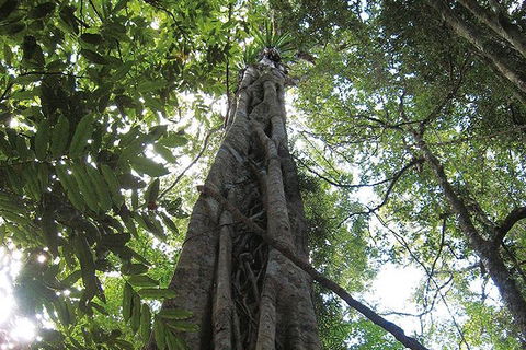 Natural Bridge Glow Worm Night Tour From Gold Coast - Whitsundays Accommodation 1