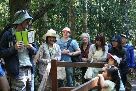 Natural Bridge Glow Worm Night Tour From Gold Coast - Whitsundays Accommodation 4