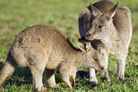 LGBT+ Friendly Full Day Phillip Island Private Tour - Whitsundays Accommodation 3